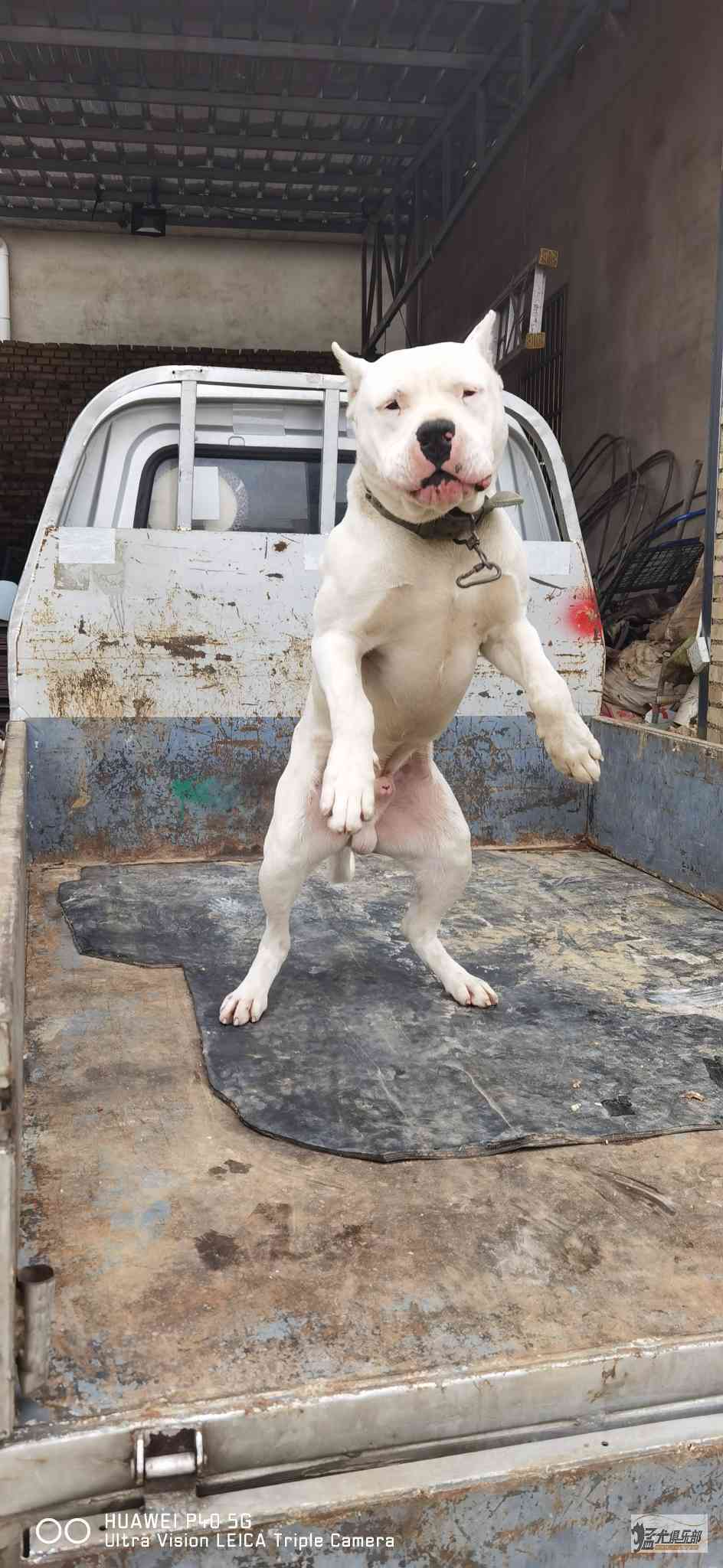 火箭遭遇不敌猛犬,吞下连败苦果 火箭遭遇不敌猛犬,吞下连败苦果